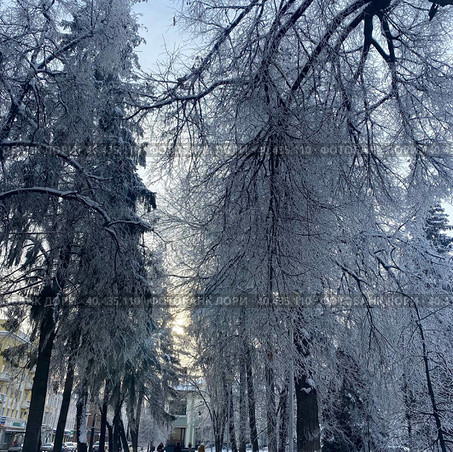 Зимние деревья. Стоковое фото, фотограф Карина Петровская / Фотобанк Лори