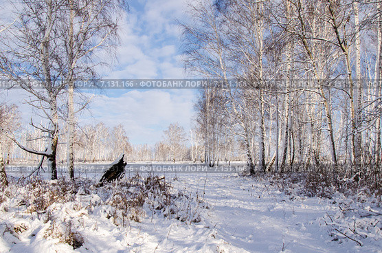 Зимний лес. Стоковое фото, фотограф игорь турукин ФОТОГРАФ / Фотобанк Лори