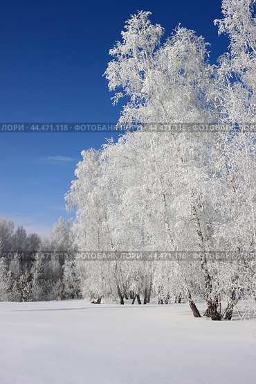 Зимний околок в Омской области. Стоковое фото, фотограф Александр Карпенко / Фотобанк Лори