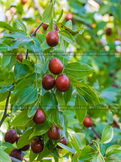 Ziziphus fruits background, Exotic fruits and green leaves of jujube Fruits. Ziziphus jujuba. Ripe juicy jujube berries among green foliage. Ripe unabi on a tree branch in the garden. Стоковое фото, фотограф Александр Кротков / Фотобанк Лори