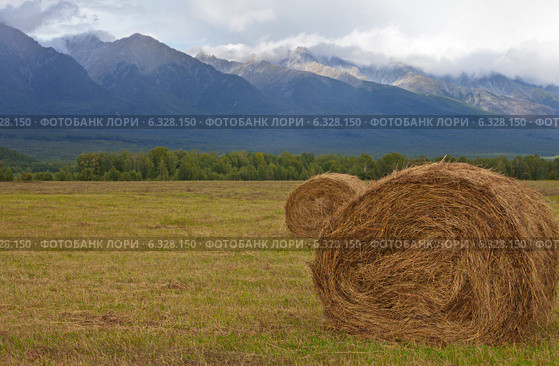 Злаковая солома, спрессованная в рулоны на убранных полях на фоне гор. Стоковое фото, фотограф Виктория Катьянова / Фотобанк Лори