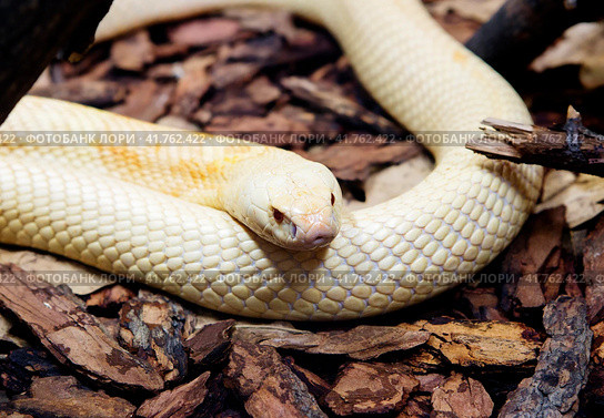 Змея Моноклевая кобра (альбинос) Monoclied cobra. Стоковое фото, фотограф Галина Савина / Фотобанк Лори