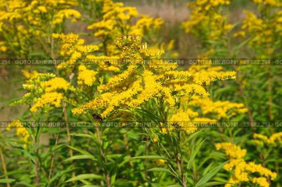 Золотарник канадский (лат. Solidago canadensis) крупным планом. Стоковое фото, фотограф Елена Коромыслова / Фотобанк Лори