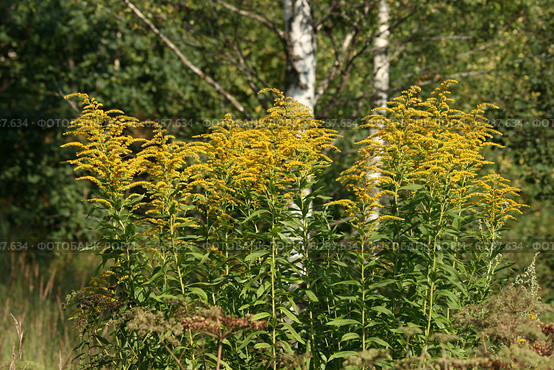 Золотарник канадский (Solidago canadensis L.) Стоковое фото, фотограф Щеголева Ольга / Фотобанк Лори