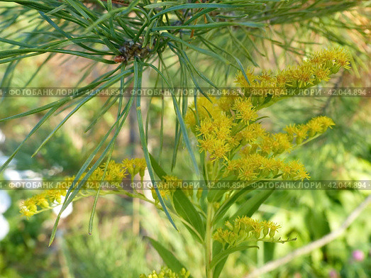 Золотарник обыкновенный, или Золотая розга (лат. Solidago virgaurea) — многолетнее травянистое растение; вид рода Золотарник семейства Астровые. Стоковое фото, фотограф Сергей Елизарьев / Фотобанк Лори