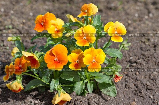 Золотисто-желтая ампельная виола Виттрока (Viola Wittrockiana Golden Yellow) цветет на клумбе в саду. Стоковое фото, фотограф Елена Коромыслова / Фотобанк Лори