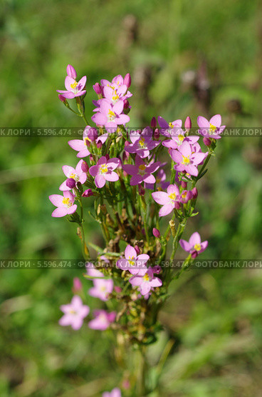 Золототысячник обыкновенный (лат. Centaurium) Стоковое фото, фотограф Елена Коромыслова / Фотобанк Лори