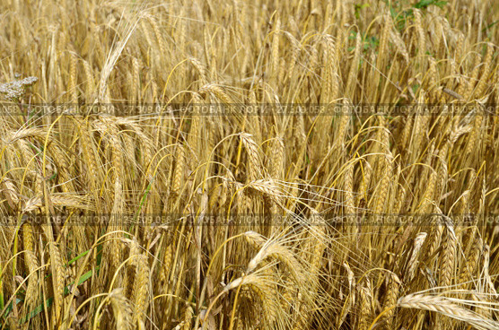 Зрелый ячмень (лат. Hordeum) на поле. Стоковое фото, фотограф Елена Коромыслова / Фотобанк Лори