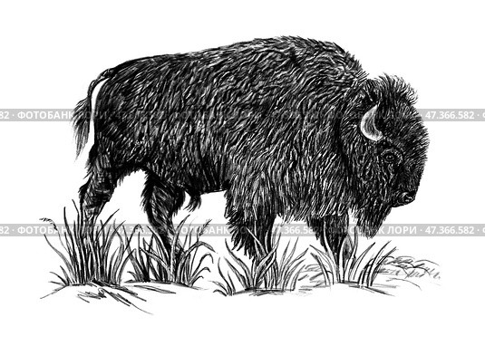Зубр (лат. Bison bonasus). Bison digital handcrafted sketch, pencil effect. Стоковая иллюстрация, иллюстратор Photolart / Фотобанк Лори