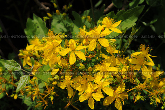 Зверобой продырявленный (Hypericum perforatum L.) Стоковое фото, фотограф Игорь Архипов / Фотобанк Лори