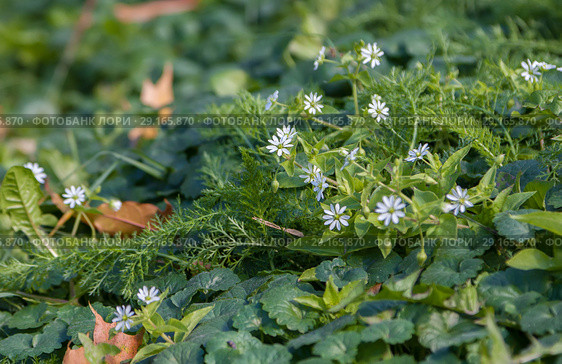 Звездчатка дубравная (Stellaria nemorum) Стоковое фото, фотограф Наталья Николаева / Фотобанк Лори