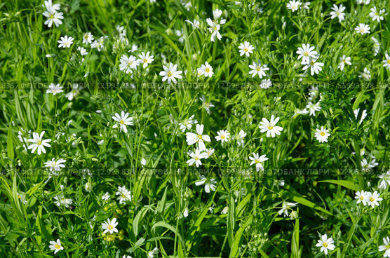 Звездчатка лесная, или дубравная (лат. Stellaria nemorum), фон. Стоковое фото, фотограф Елена Коромыслова / Фотобанк Лори