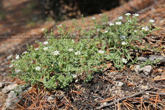 Звездчатка вильчатая (Stellaria dichotoma) на склоне берега Байкала, Иркутская область. Стоковое фото, фотограф Алексей Гусев / Фотобанк Лори